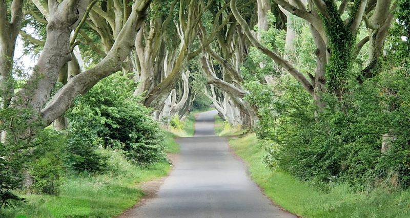 The dark Hedges - GOT