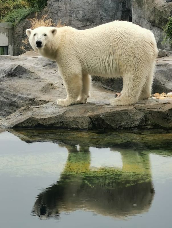 Vienne - Zoo de Schonbrunn