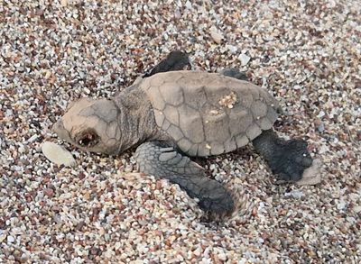 Nidification des tortues du Ploponse (Caretta)