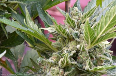 Harvest_2018.jpg