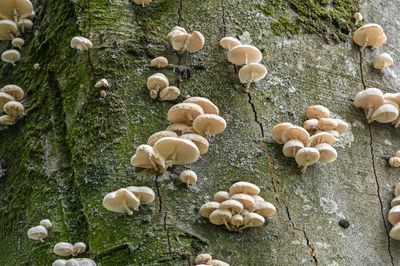 Fungi!