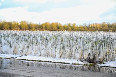 Ice Hedge