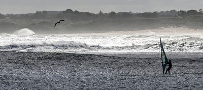 The Windsurfer and the Gull