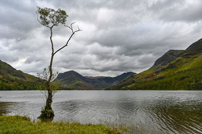 Buttermere - The Lone Tree