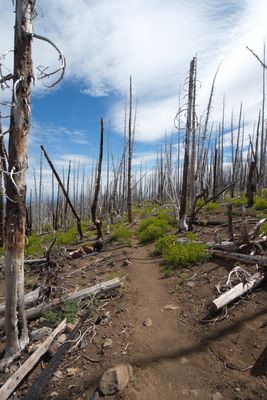 Pole Creek Trail