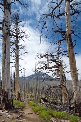 Pole Creek Trail