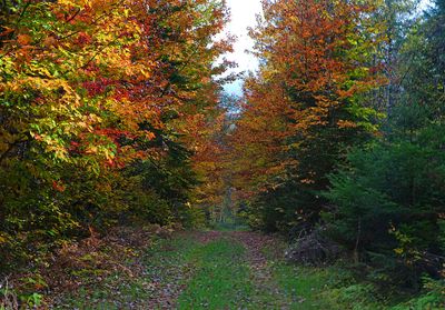 A walk in the forest in the Fall