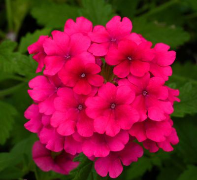 DANS LE SILENCE DES FLEURS 2025