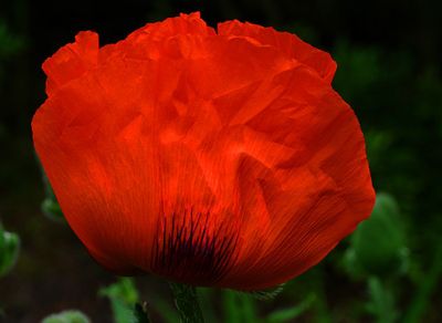 DANS LE SILENCE DES FLEURS 2025