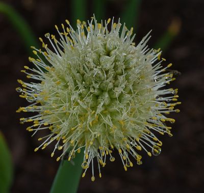 Just an onion from the onion patch
