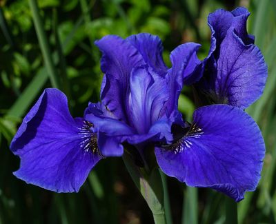 DANS LE SILENCE DES FLEURS 2025