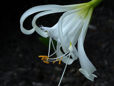DANS LE SILENCE DES FLEURS 2025