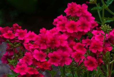 DANS LE SILENCE DES FLEURS 2025