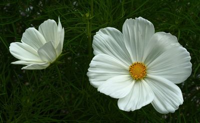 DANS LE SILENCE DES FLEURS 2025