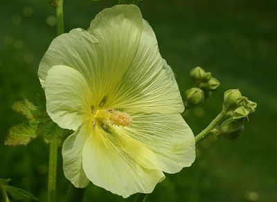 DANS LE SILENCE DES FLEURS 2025