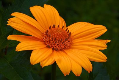 DANS LE SILENCE DES FLEURS 2025