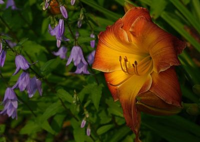 DANS LE SILENCE DES FLEURS 2025