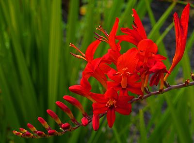 Crocosmia Lucifer