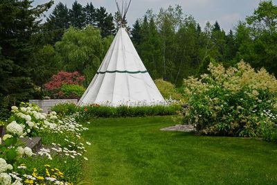JUST THE BACKYARD HERE