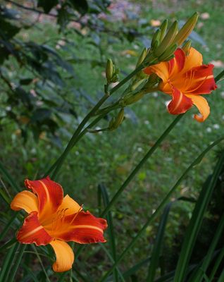 DANS LE SILENCE DES FLEURS 2025
