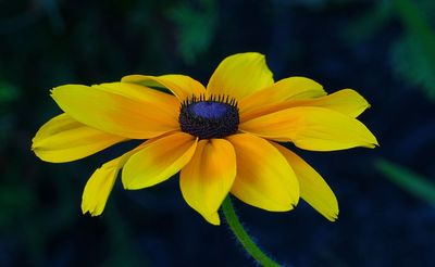 DANS LE SILENCE DES FLEURS 2025
