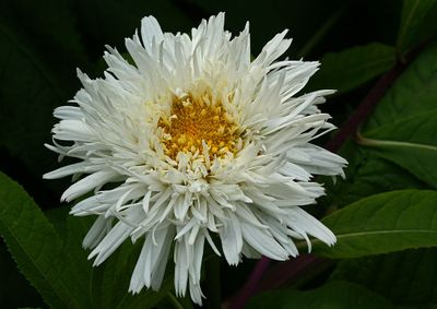 DANS LE SILENCE DES FLEURS 2025