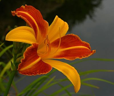 DANS LE SILENCE DES FLEURS 2025