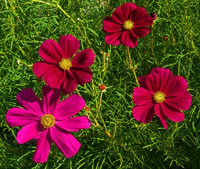 DANS LE SILENCE DES FLEURS 2025