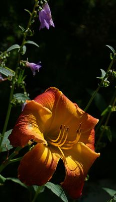 DANS LE SILENCE DES FLEURS 2025