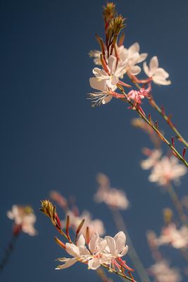 floral