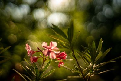 floral