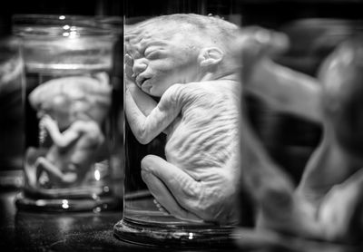 Homo sapiens