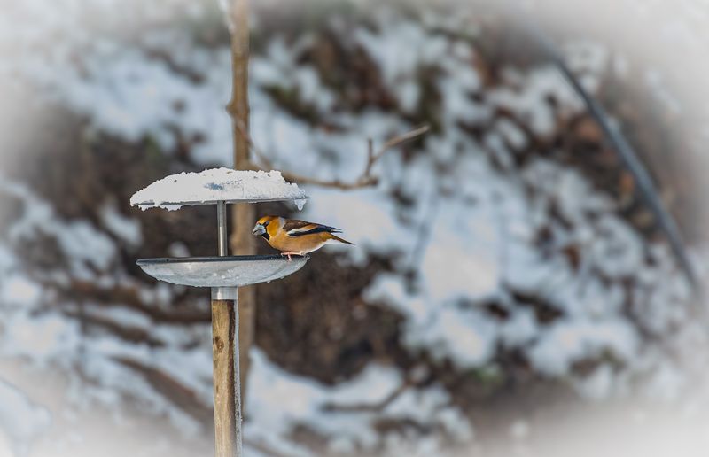 Hawfinch