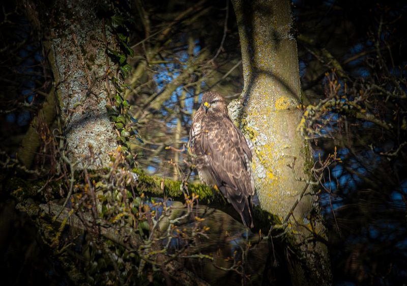 Buzzard
