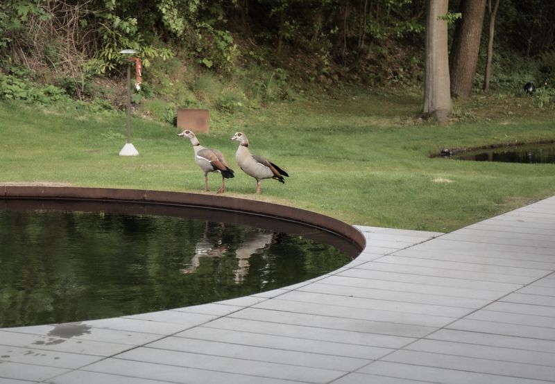 Gooses