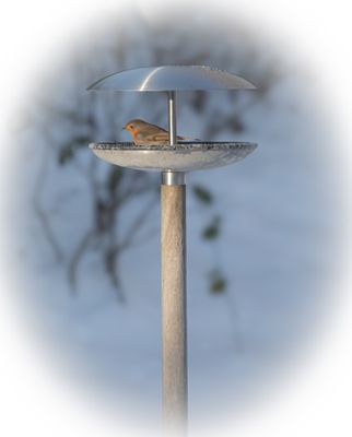 Robin