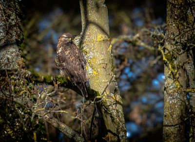 Buzzard
