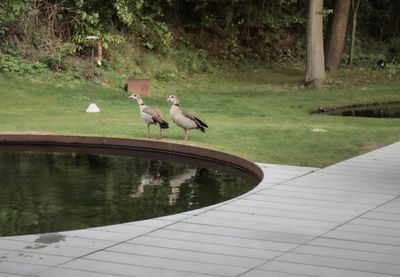 Gooses