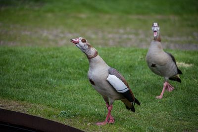 Gooses