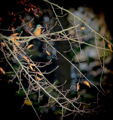 Kingfisher