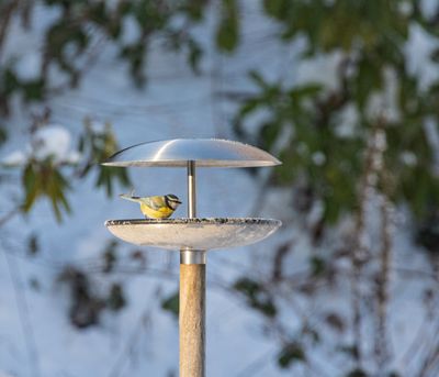 Coal tit