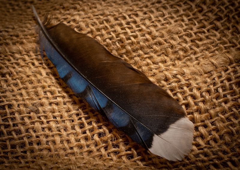 Blue Jay Feather