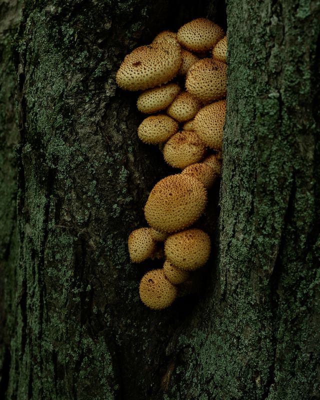 Fungi, Same Tree