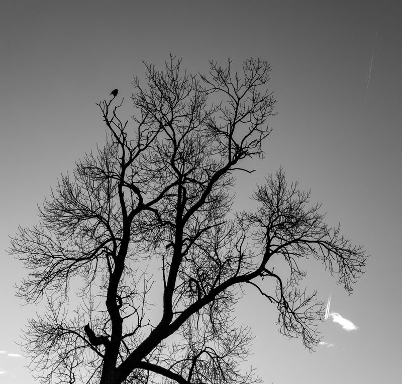 Bare Treetops With Crow