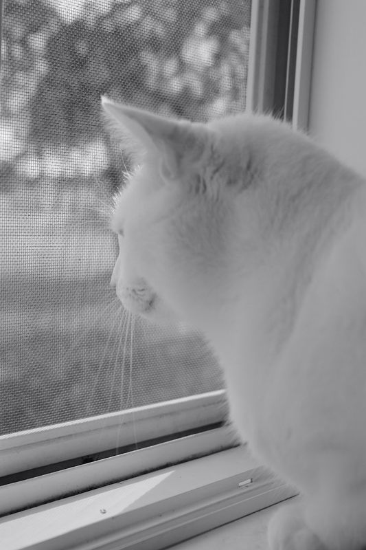 Barley At The Window 