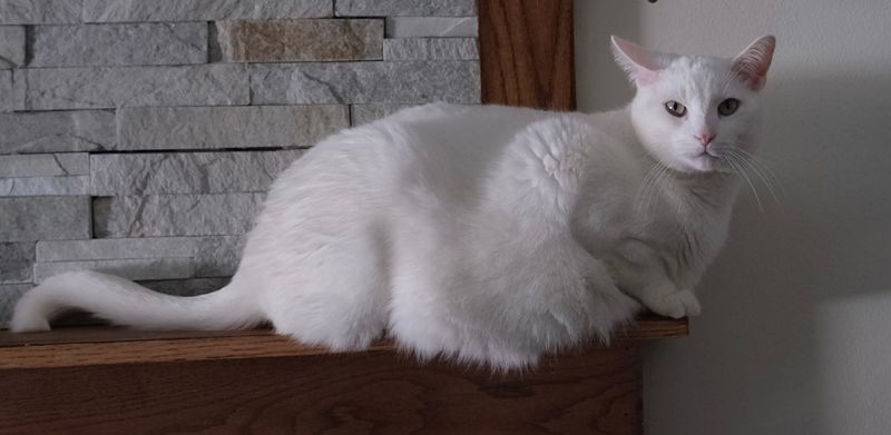 Cat on The Mantel 