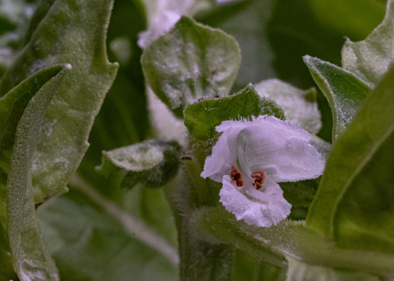 Basil Flower