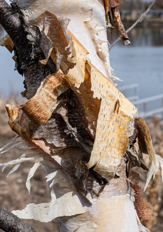 Paper Birch