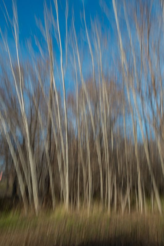 Aspens