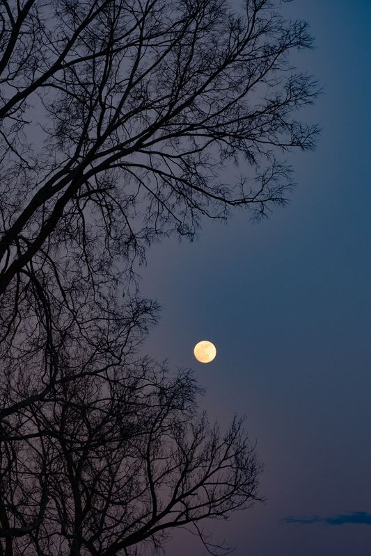Moon Shot